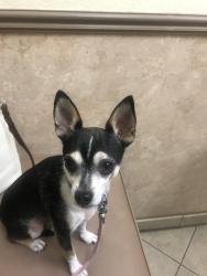 Lost Male Dog last seen Grand Legacy Drive and Grey Eagle Street, Henderson, NV 89074