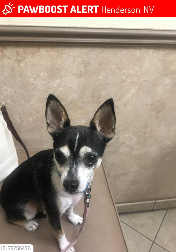 Lost Male Dog last seen Grand Legacy Drive and Grey Eagle Street, Henderson, NV 89074