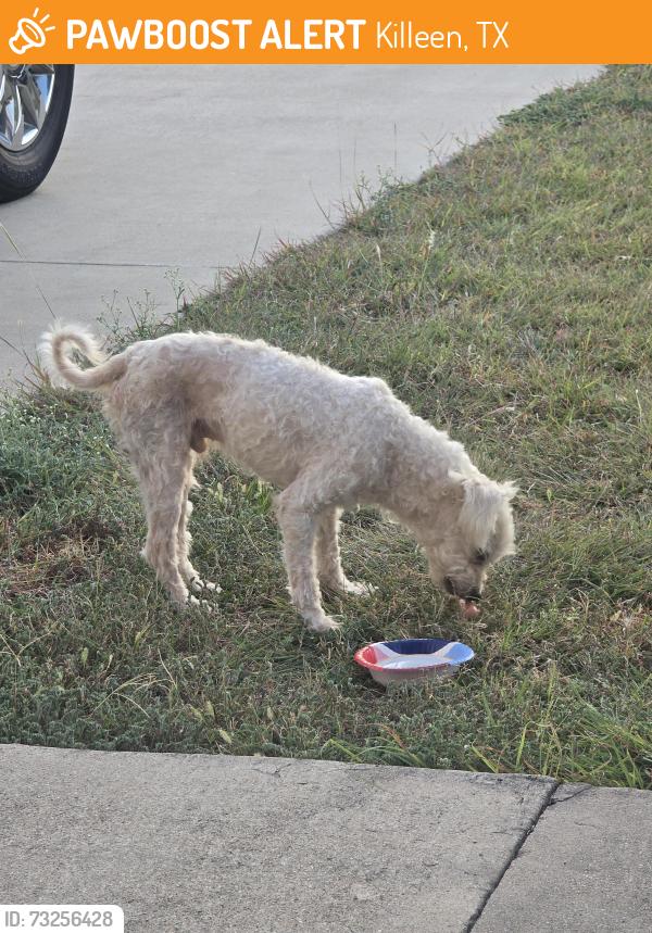 Found/Stray Male Dog last seen John Haedge dr killeen tx 76549, Killeen, TX 76549