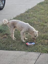 Found/Stray Male Dog last seen John Haedge dr killeen tx 76549, Killeen, TX 76549