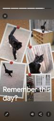 Lost Male Cat last seen OakHills/Dovenshire Terrace, Fort Worth, TX 76112