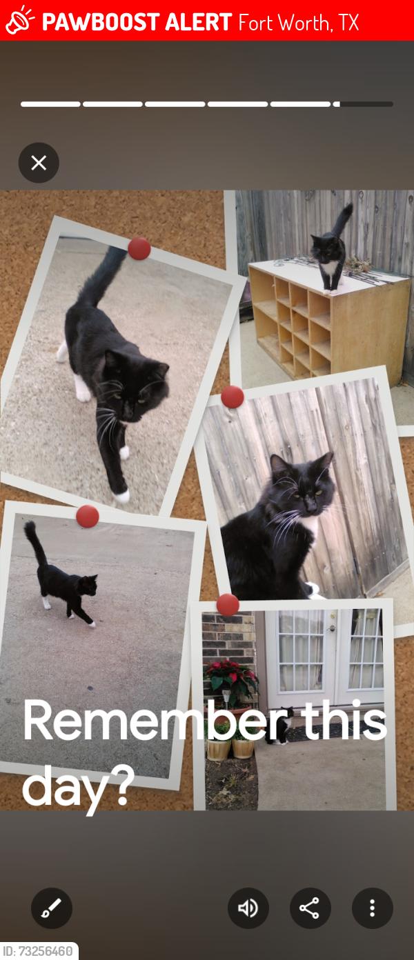 Lost Male Cat last seen OakHills/Dovenshire Terrace, Fort Worth, TX 76112