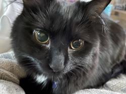 Lost Female Cat last seen Bovaird Dr. W. and Mississauga Rd., Brampton, ON 
