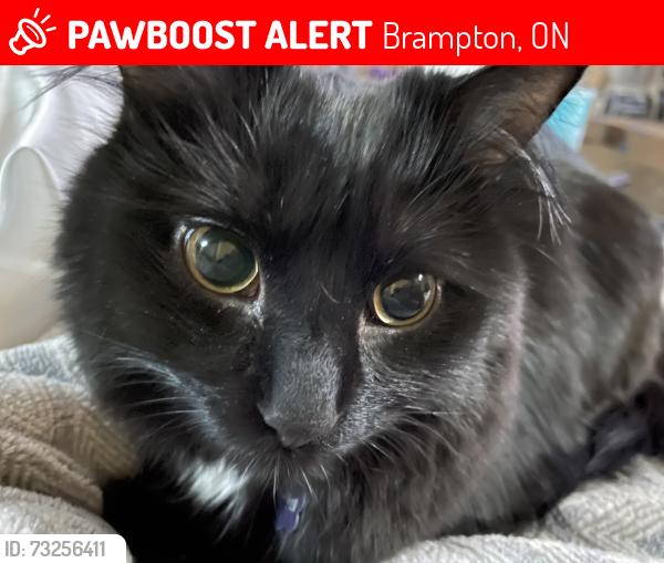 Lost Female Cat last seen Bovaird Dr. W. and Mississauga Rd., Brampton, ON 