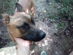 Lost Male Dog last seen West valley highway kent, Kent, WA 98032