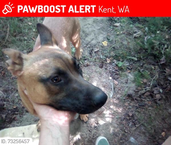 Lost Male Dog last seen West valley highway kent, Kent, WA 98032