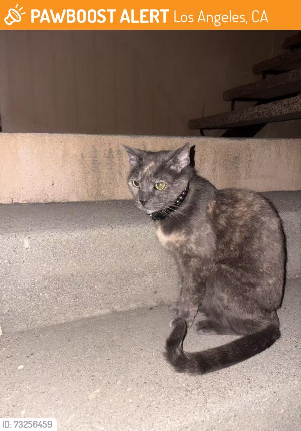 Found/Stray Unknown Cat last seen Solano Ave, Los Angeles, CA 90012