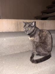 Found/Stray Unknown Cat last seen Solano Ave, Los Angeles, CA 90012
