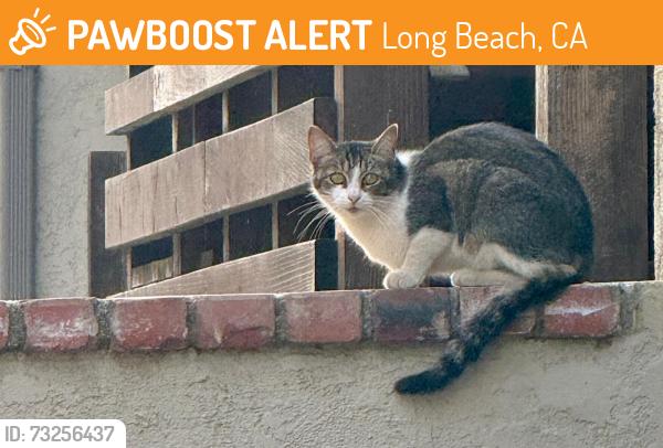 Found/Stray Female Cat last seen Grand and vista, Long Beach, CA 90803