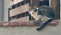 Found/Stray Female Cat last seen Grand and vista, Long Beach, CA 90803