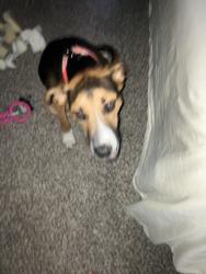 Lost Male Dog last seen Near Argyle Lane, Palmdale, CA 93551