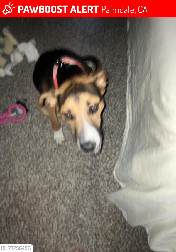 Lost Male Dog last seen Near Argyle Lane, Palmdale, CA 93551