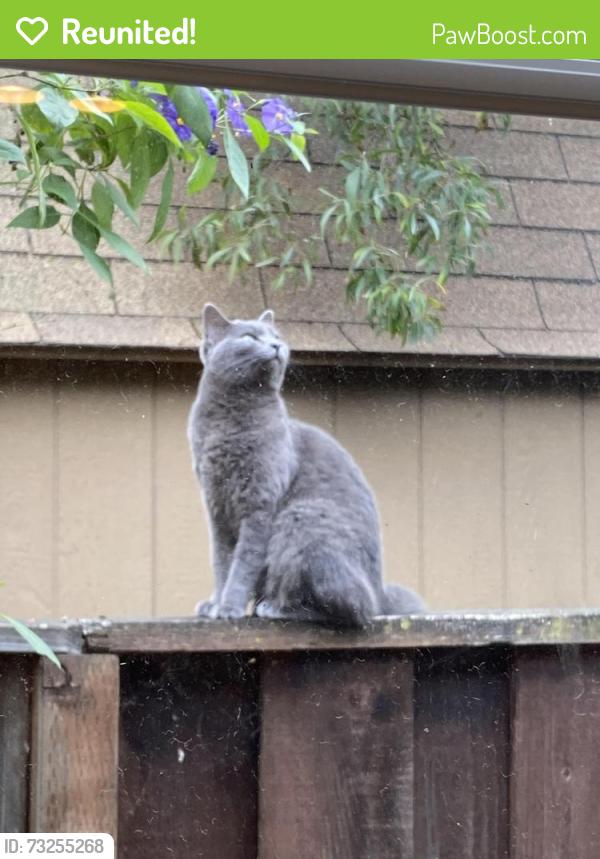 Reunited Female Cat last seen Telegraph and Alcatraz, Oakland, CA 94609