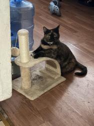 Lost Female Cat last seen Willow and Almaden, San Jose, CA 95110