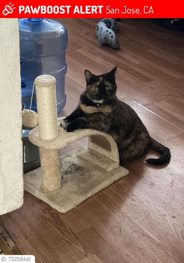Lost Female Cat last seen Willow and Almaden, San Jose, CA 95110
