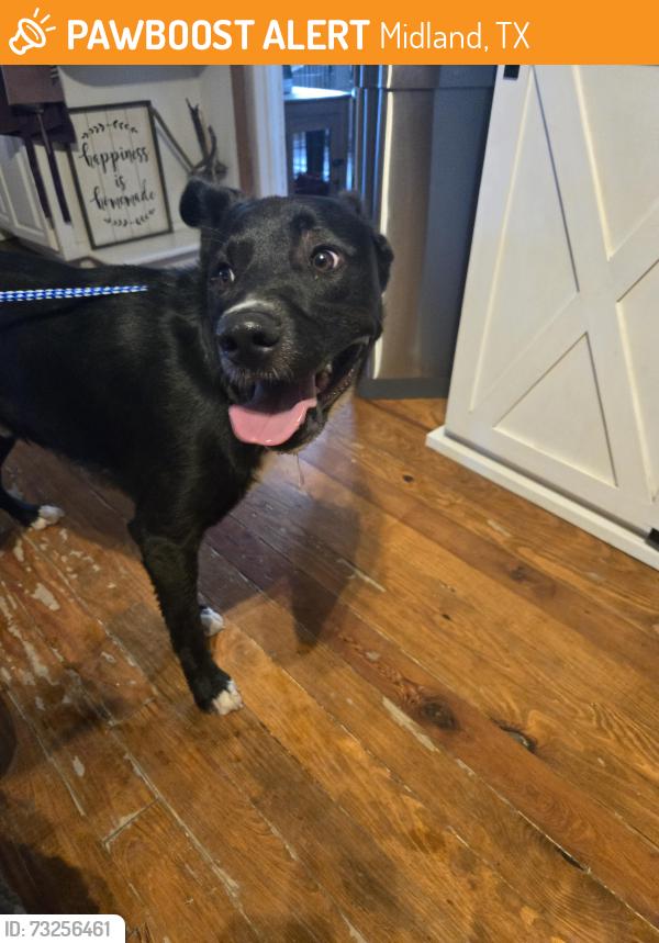 Found/Stray Male Dog last seen He was running down andrews highway, but I caught him on brunson and m, Midland, TX 79701