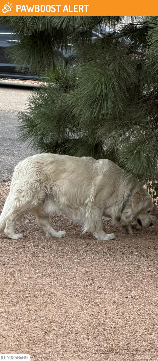 Found/Stray Unknown Dog last seen San bernardino and browning, North Albuquerque Acres, NM 87122