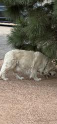 Found/Stray Unknown Dog last seen San bernardino and browning, North Albuquerque Acres, NM 87122