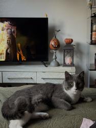 Lost Male Cat last seen Hoover st, Westminster, CA 92683