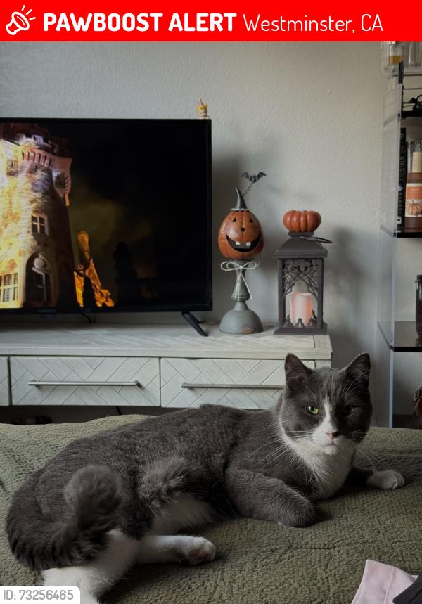 Lost Male Cat last seen Hoover st, Westminster, CA 92683