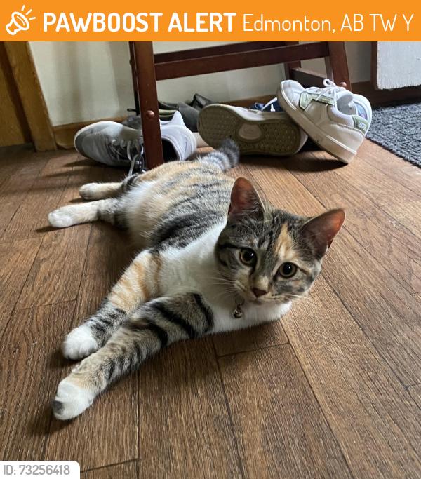Found/Stray Female Cat last seen Near ave and 48 street, Edmonton, AB T5W 2Y8