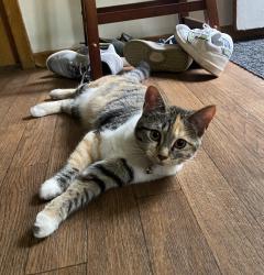 Found/Stray Female Cat last seen Near ave and 48 street, Edmonton, AB T5W 2Y8