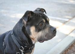Shelter Stray Male Dog last seen Near Glenridge Road, Escondido, CA, 92027, Escondido, CA 92027, USA