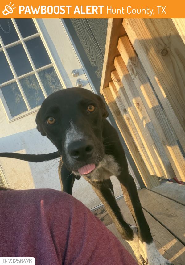 Found/Stray Male Dog last seen FM 118, Hunt County, TX 75496