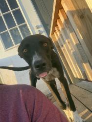 Found/Stray Male Dog last seen FM 118, Hunt County, TX 75496
