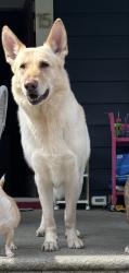 Lost Male Dog last seen Lamartine ave, Yonkers, NY 10701