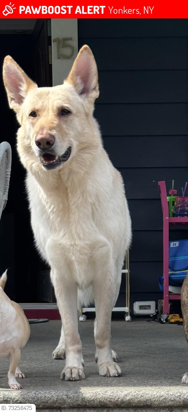 Lost Male Dog last seen Lamartine ave, Yonkers, NY 10701