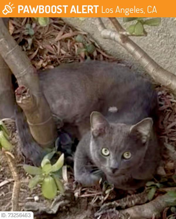 Found/Stray Unknown Cat last seen Gayley & Le Conte (UCLA), Los Angeles, CA 90024