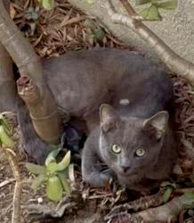 Found/Stray Unknown Cat last seen Gayley & Le Conte (UCLA), Los Angeles, CA 90024