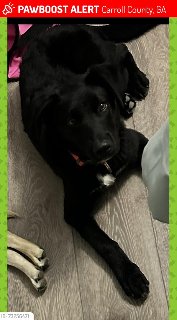 Lost Male Dog last seen Highway 5 & Old Boy Scout Rd Macintosh Park Area, Carroll County, GA 30185