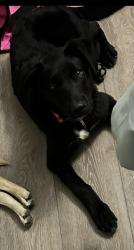 Lost Male Dog last seen Highway 5 & Old Boy Scout Rd Macintosh Park Area, Carroll County, GA 30185