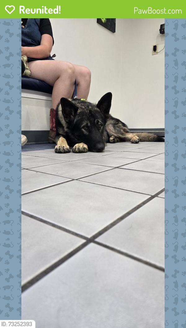 Reunited Male Dog last seen River road, Tacoma, WA 98443