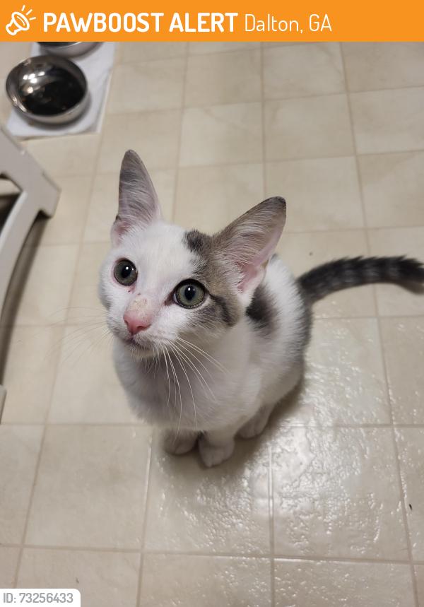 Found/Stray Male Cat last seen Ryman subdivision on Dug Gap, Dalton, GA 30720