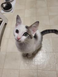 Found/Stray Male Cat last seen Ryman subdivision on Dug Gap, Dalton, GA 30720