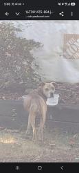 Reunited Female Dog last seen Near NE Woodinville Dr, Woodinville, WA 98072, Woodinville, WA 98072