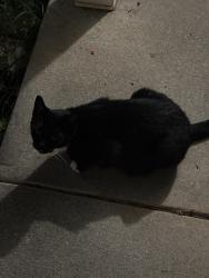 Found/Stray Female Cat last seen Near W North St Georgetown DE, Georgetown, DE 19947
