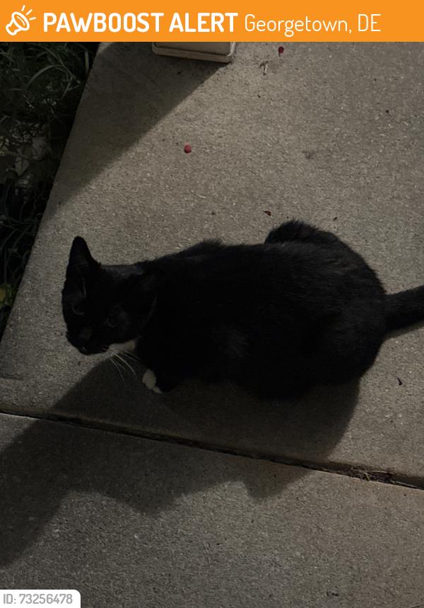 Found/Stray Female Cat last seen Near W North St Georgetown DE, Georgetown, DE 19947