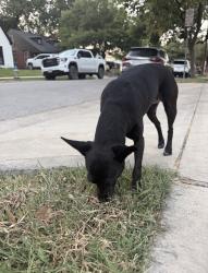 Found/Stray Female Dog last seen Henderson Ave and Pershing st, Dallas, TX 75206