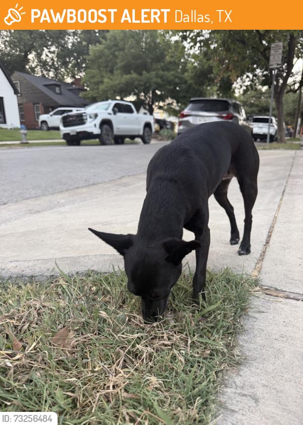 Found/Stray Female Dog last seen Henderson Ave and Pershing st, Dallas, TX 75206