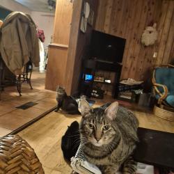 Lost Male Cat last seen 95th and Briar Road, Minneapolis, MN 55437