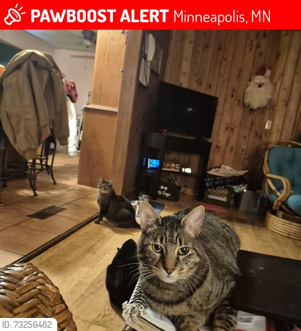 Lost Male Cat last seen 95th and Briar Road, Minneapolis, MN 55437