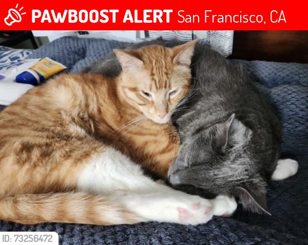 Lost Male Cat last seen Between Baker and Lyon, San Francisco, CA 94117