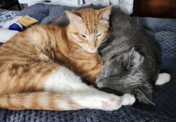 Lost Male Cat last seen Between Baker and Lyon, San Francisco, CA 94117