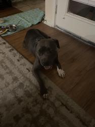 Found/Stray Male Dog last seen Palm valley and 79, Round Rock, TX 78665