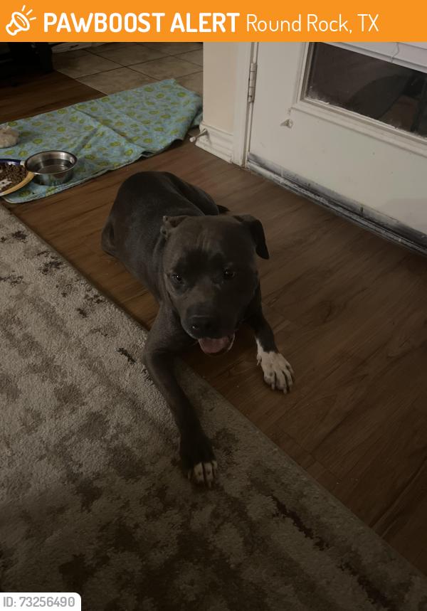 Found/Stray Male Dog last seen Palm valley and 79, Round Rock, TX 78665