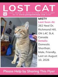 Lost Male Cat last seen Bayview Elgin mills, Richmond Hill, ON L4C 3J4